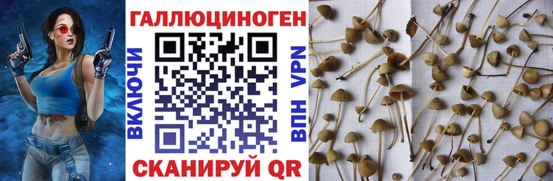 Галлюциногенные грибы Psilocybe  darknet клад  Мыски  как найти  